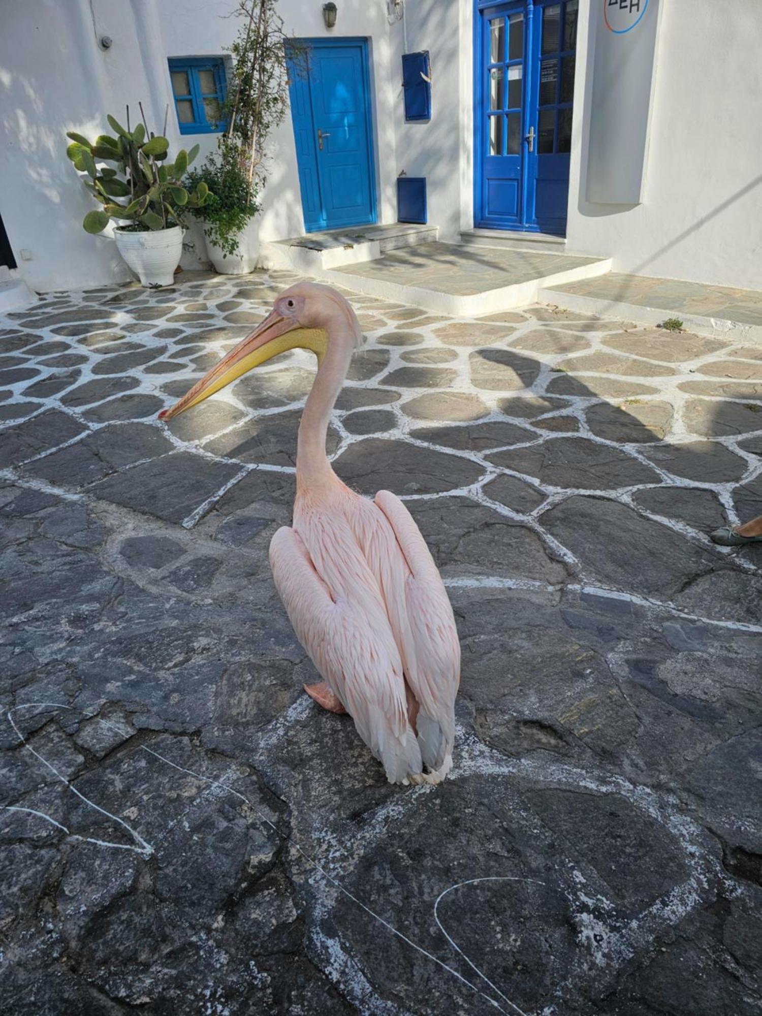 Apartmán Lalaland Mykonos Town Exteriér fotografie
